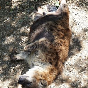 Spotted hyena (Crocuta crocuta), 2023-06-24