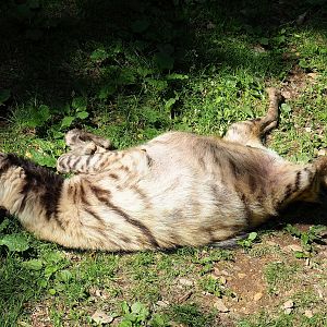 Striped hyena (Hyaena hyaena), 2023-06-24