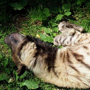 Striped hyena (Hyaena hyaena), 2023-06-24