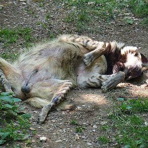 Striped hyena (Hyaena hyaena), 2023-06-24