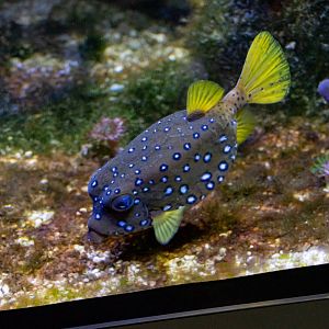 Fish ID - Haus des Meeres