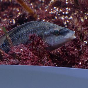 Fish ID - Haus des Meeres