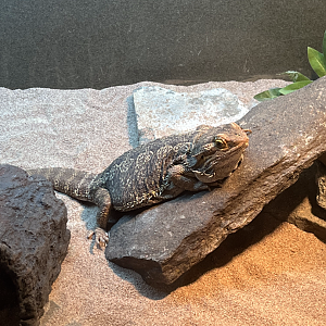 Bearded dragon ID