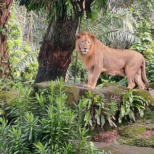 African Lion(Panthera leo leo)