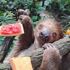 Linnaeus's Two-toed Sloth(Choloepus didactylus)