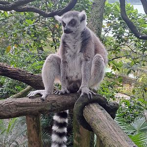 Ring-tailed Lemur(Lemur catta)