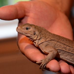White Cay iguana (Cyclura rileyi cristata) - juvenile