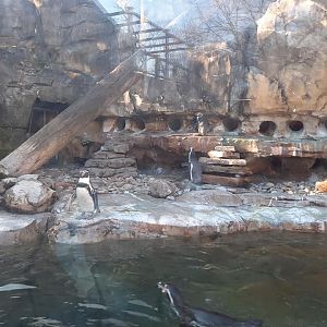 Humbolt Penguin Exhibit