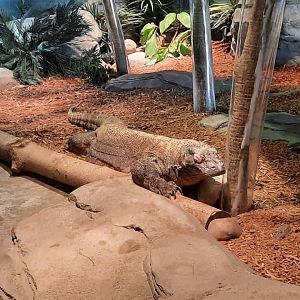 Komodo Dragon
