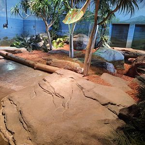 Komodo Dragon Exhibit