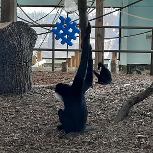 White Cheeked Gibbons