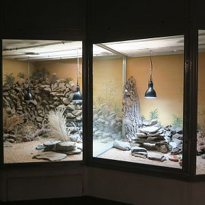 Exotarium - Sahara Terrariums