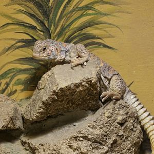 Ornate Mastigure (Uromastyx ornata)