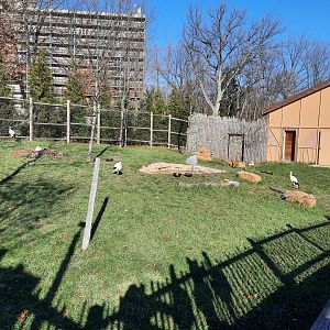 Pride of Africa Mixed Exhibit