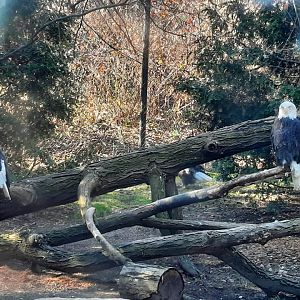 Bald Eagles
