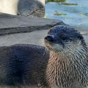 American River Otter