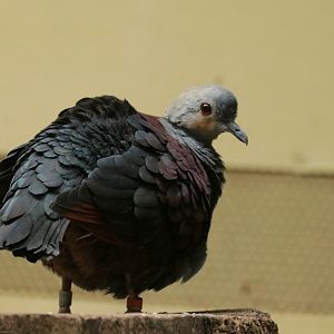 Crested quail-dove (Geotrygon versicolor)