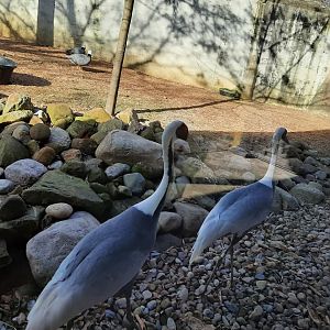 White Napped Cranes