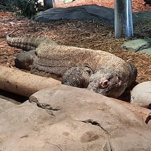 Komodo Dragon 2