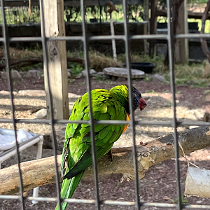 Lorikeet ID