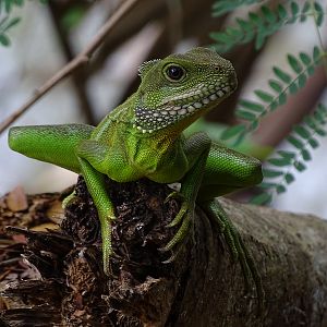 Chinese water dragon (Physignathus cocincinus)