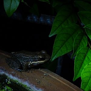 Black-striped stream frog (Sylvirana nigrovittata)