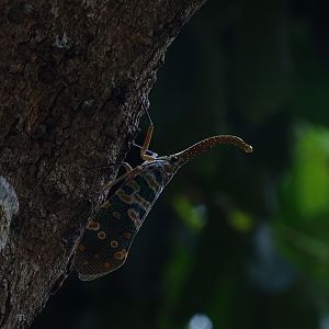 Lanternfly (Pyrops candelaria)