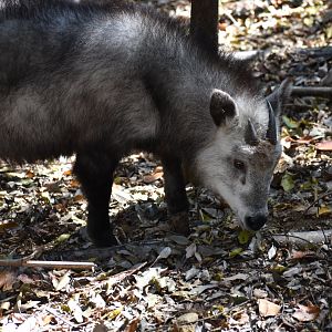 Japanese Serow ~ Saitama Children's Zoo