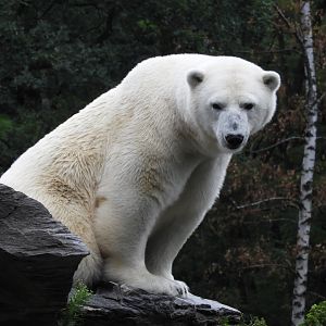 [2022] Polar bear