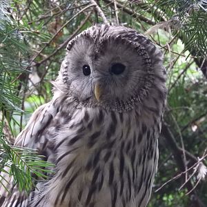 [2022] Ural owl