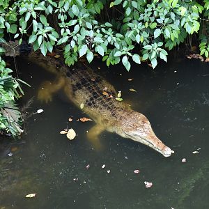 False Gavial