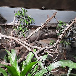 [2022] Clouded leopard indoor enclosure