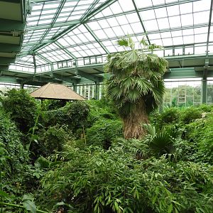 [2022] View inside Alfred-Brehm-Haus (Rainforest house)