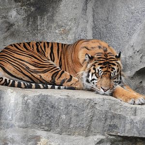 [2022] Sumatran tiger