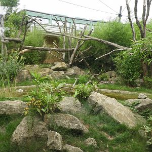[2022] Javan leopard enclosure