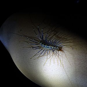 Thereuopoda longicornis