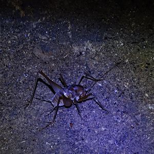 Cave cricket (Rhaphidophoridae)