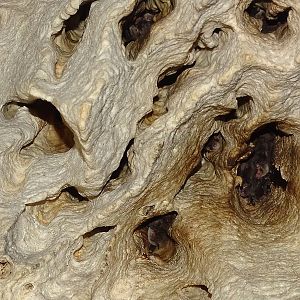 Himalayan whiskered bats (Myotis siligorensis)