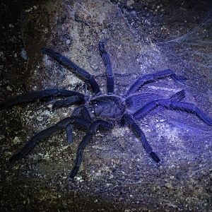 Asian tarantula (Chilobrachys sp)