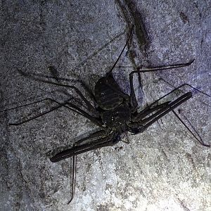 Whip spider (Phrynoidea)