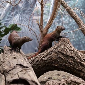 Ring-tailed Vontsira Pair