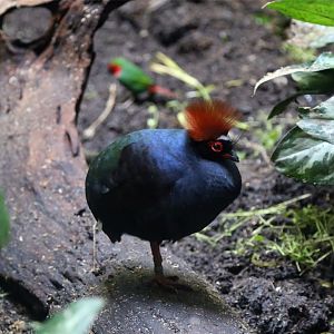 Crested Partridge