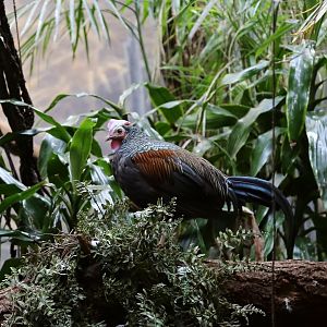 Green Junglefowl (Gallus varius)