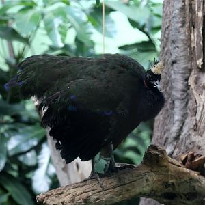 Congo Peafowl (Afropavo congensis)