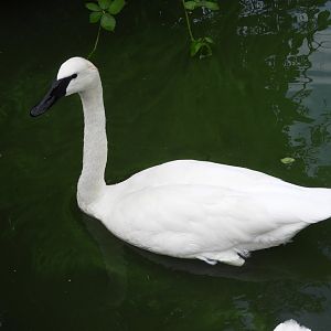 [2019] Trumpeter swan