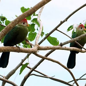 Red-crested Turaco
