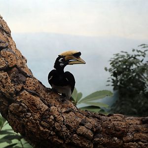 Oriental Pied Hornbill (Anthracoceros albirostris)