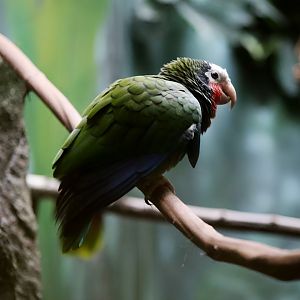Cuban Amazon, December 2018