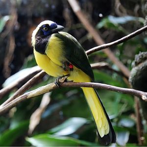 Inca Jay (Cyanocorax yncas)