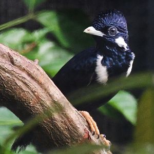 Sulawesi Myna (Basilornis celebensis)